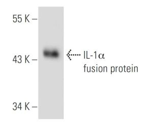 IL-1&alpha; Antibody (1F3B3) - Western Blotting - Image 43222 