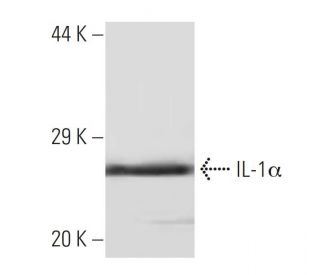 IL-1&alpha; Antibody (5G3) - Western Blotting - Image 136762