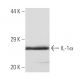 IL-1α Antibody (5G3) - Western Blotting - Image 136762