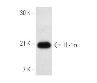 IL-1&alpha; Antibody (ALF-161) - Western Blotting - Image 2611