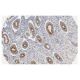 IL-1α Antibody (B-7) - Immunohistochemistry - Image 13354