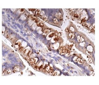 IL-1&alpha; Antibody (B-7) - Immunohistochemistry - Image 156593 