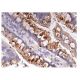 IL-1α Antibody (B-7) - Immunohistochemistry - Image 156593 