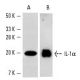 IL-1α Antibody (B-7) - Western Blotting - Image 3514 