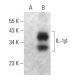 IL-1 beta/IL1B Antibody (E-12) - Western Blotting - Image 364822 