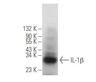 IL-1 beta/IL1B Antibody (E7-2-hIL1&beta;) - Western Blotting - Image 379246 