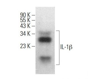 IL-1 beta/IL1B Antibody (H-8) - Western Blotting - Image 379620 