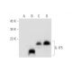 IL-1F5 Antibody (D-11) - Western Blotting - Image 305674