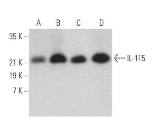 IL-1F5 Antibody (D-11) - Western Blotting - Image 372033 