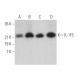 IL-1F5 Antibody (D-11) - Western Blotting - Image 372033 