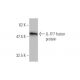 IL-1F7 Antibody (6A6) - Western Blotting - Image 349564