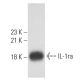 IL-1ra Antibody (6A8) - Western Blotting - Image 57673