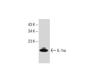 IL-1ra Antibody (A-11) - Western Blotting - Image 153958 