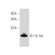 IL-1ra Antibody (A-11) - Western Blotting - Image 153958 