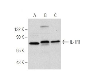 IL-1RI Antibody (H-8) - Western Blotting - Image 300160 