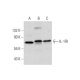 IL-1RI Antibody (H-8) - Western Blotting - Image 300160 