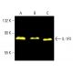 IL-1RI Antibody (H-8) - Western Blotting - Image 402236 