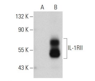 IL-1RII Antibody (6G5) - Western Blotting - Image 32641