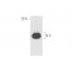 IL-2 Antibody (B-10) - Western Blotting - Image 57822 