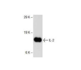 IL-2 Antibody (B-10) - Western Blotting - Image 145734 
