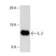IL-2 Antibody (B-10) - Western Blotting - Image 145734 