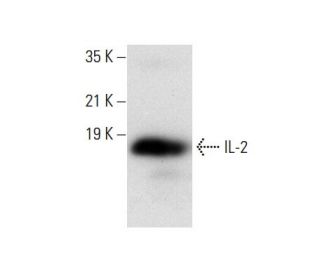 IL-2 Antibody (B-7) - Western Blotting - Image 303470