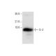 IL-2 Antibody (B-7) - Western Blotting - Image 303470