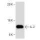 IL-2 Antibody (C2-1-hIL2) - Western Blotting - Image 150314 