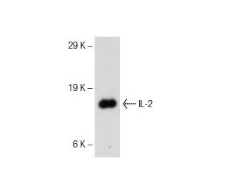 IL-2 Antibody (F-5) - Western Blotting - Image 145733 