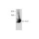 IL-2 Antibody (G-6) - Western Blotting - Image 299311