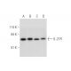 IL-21R Antibody (G-6) - Western Blotting - Image 333806