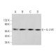 IL-21R Antibody (G-6) - Western Blotting - Image 383263 