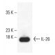 IL-26 Antibody (LL07) - Western Blotting - Image 401867