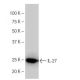 IL-27 Antibody (LB-L22) - Western Blotting - Image 64977