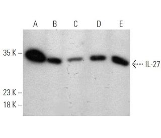 IL-27 Antibody (LB-L22) - Western Blotting - Image 368256