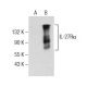 IL-27Rα Antibody (F-7) - Western Blotting - Image 155153