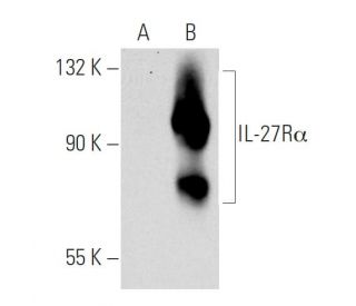 IL-27R&alpha; Antibody (J126) - Western Blotting - Image 32269