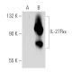 IL-27Rα Antibody (J126) - Western Blotting - Image 32269
