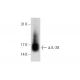 IL-28 Antibody (A-3) - Western Blotting - Image 80924