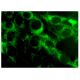 IL-28 Antibody (D-12) - Immunofluorescence - Image 282691 