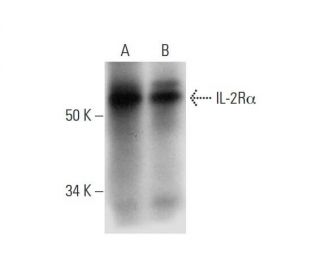 IL-2R&alpha; Antibody (C-9) - Western Blotting - Image 294597