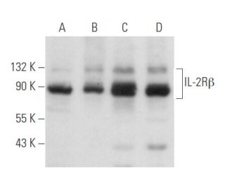 IL-2R&beta; Antibody (C-10) - Western Blotting - Image 356706 