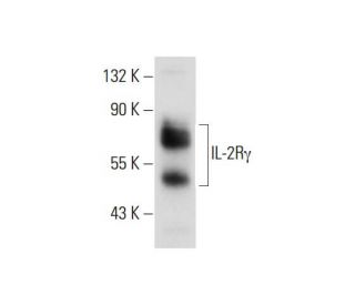 IL-2R&gamma; Antibody (A-10) - Western Blotting - Image 129394 