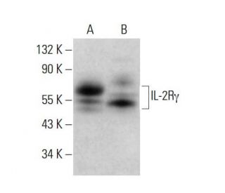 IL-2R&gamma; Antibody (G-3) - Western Blotting - Image 381073 