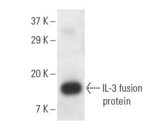 IL-3 Antibody (G-1) - Western Blotting - Image 9574 