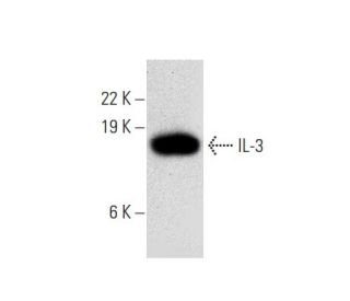 IL-3 Antibody (G-11) - Western Blotting - Image 301535