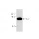 IL-3 Antibody (G-11) - Western Blotting - Image 301535