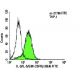 IL-3/IL-5/GM-CSFRβ Antibody (8E4) - Flow Cytometry - Image 5966 