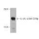 IL-3/IL-5/GM-CSFRβ Antibody (A-3) - Western Blotting - Image 400909