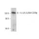 IL-3/IL-5/GM-CSFRβ Antibody (C-4) - Western Blotting - Image 303440 